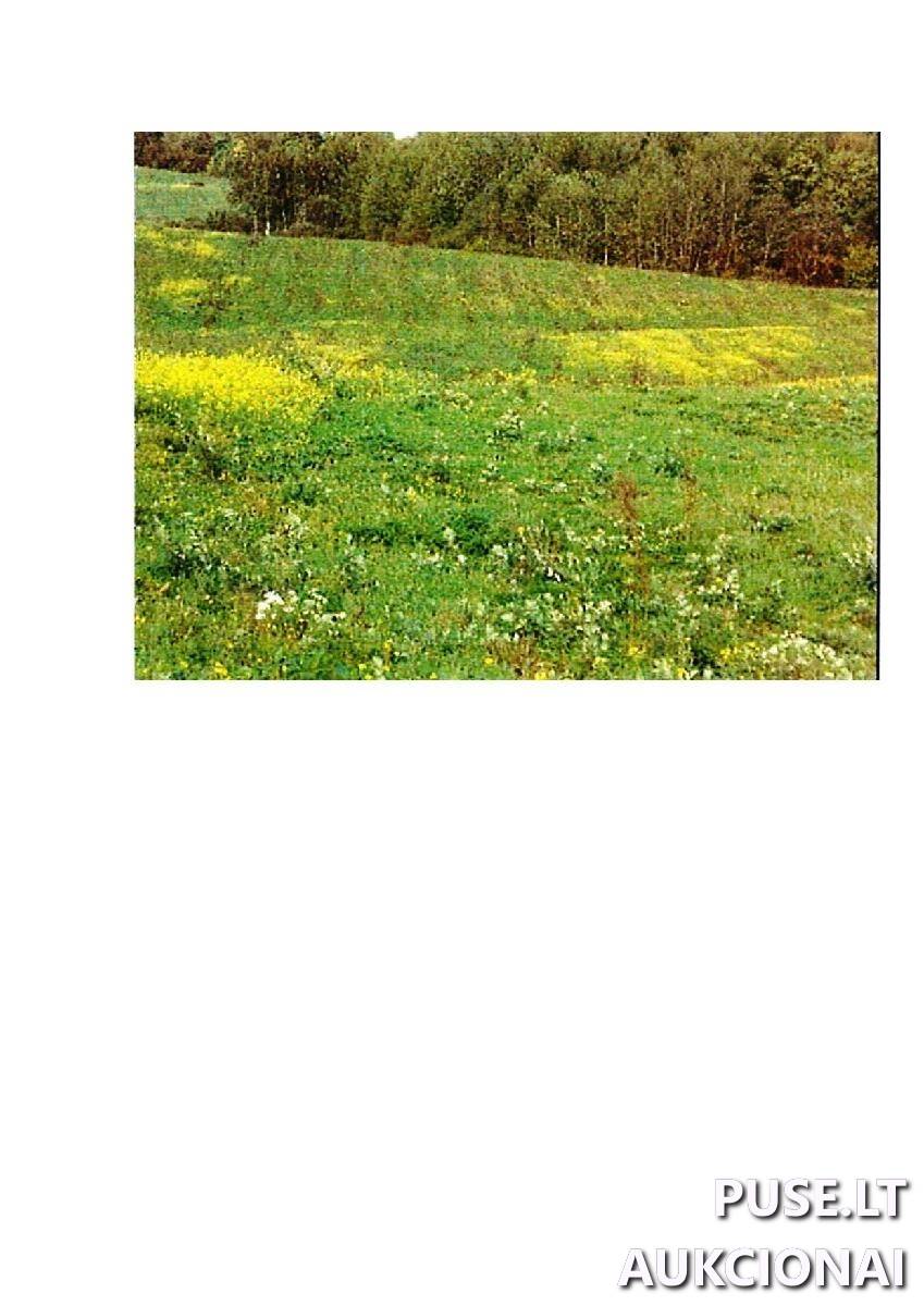 Žemės sklypas Sklypai Intuponys, Stakliškių sen., Prienų r. sav. 4