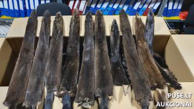 Audinių kailių partija 1536 vnt. aukcione nuo 25000 EUR