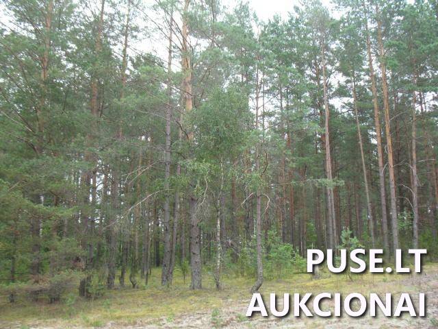 Žemės sklypas Sklypai Marcinkonys, Marcinkonių sen., Varėnos r. sav. 1