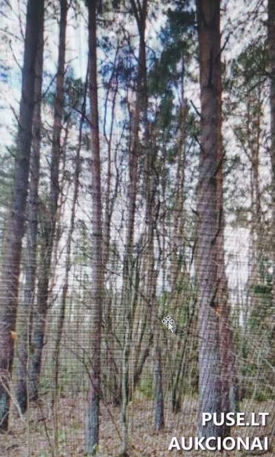 Didelis 9.52 ha žemės sklypas Tauragės r. sav. Žadgailų kaime, pradinė kaina 43800 EUR