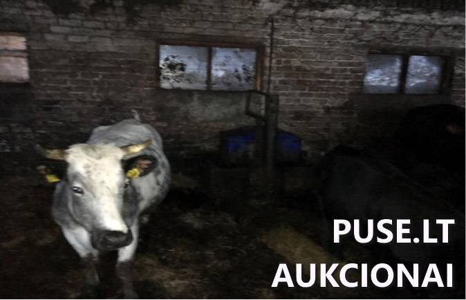 Neužšąlanti girdykla 2 angų Delaval Mašinos ir įrengimai 1