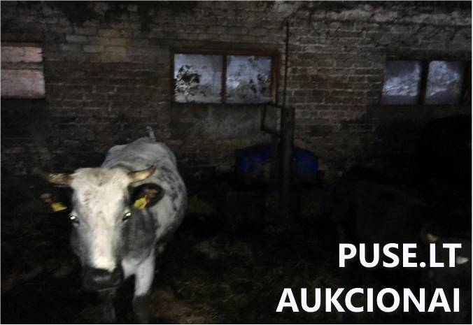 Neužšąlanti girdykla 2 angų Delaval Mašinos ir įrengimai 2
