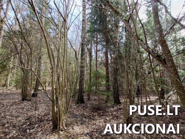 Žemės sklypas Sklypai Dvaramiškis, Kupiškio sen., Kupiškio r. sav. 1