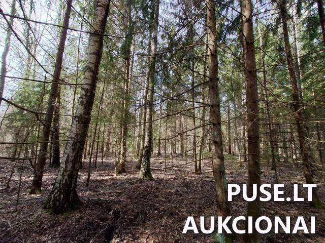 Žemės sklypas Sklypai Dvaramiškis, Kupiškio sen., Kupiškio r. sav. 6