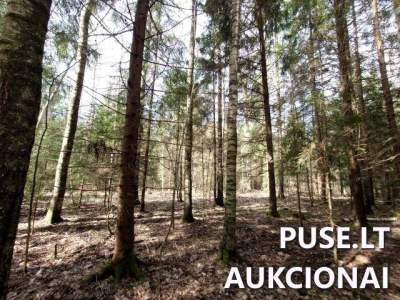 Žemės sklypo dalis Kupiškio r. Dvaramiškio k. 3/8 dalis, pradinė kaina 1120 EUR