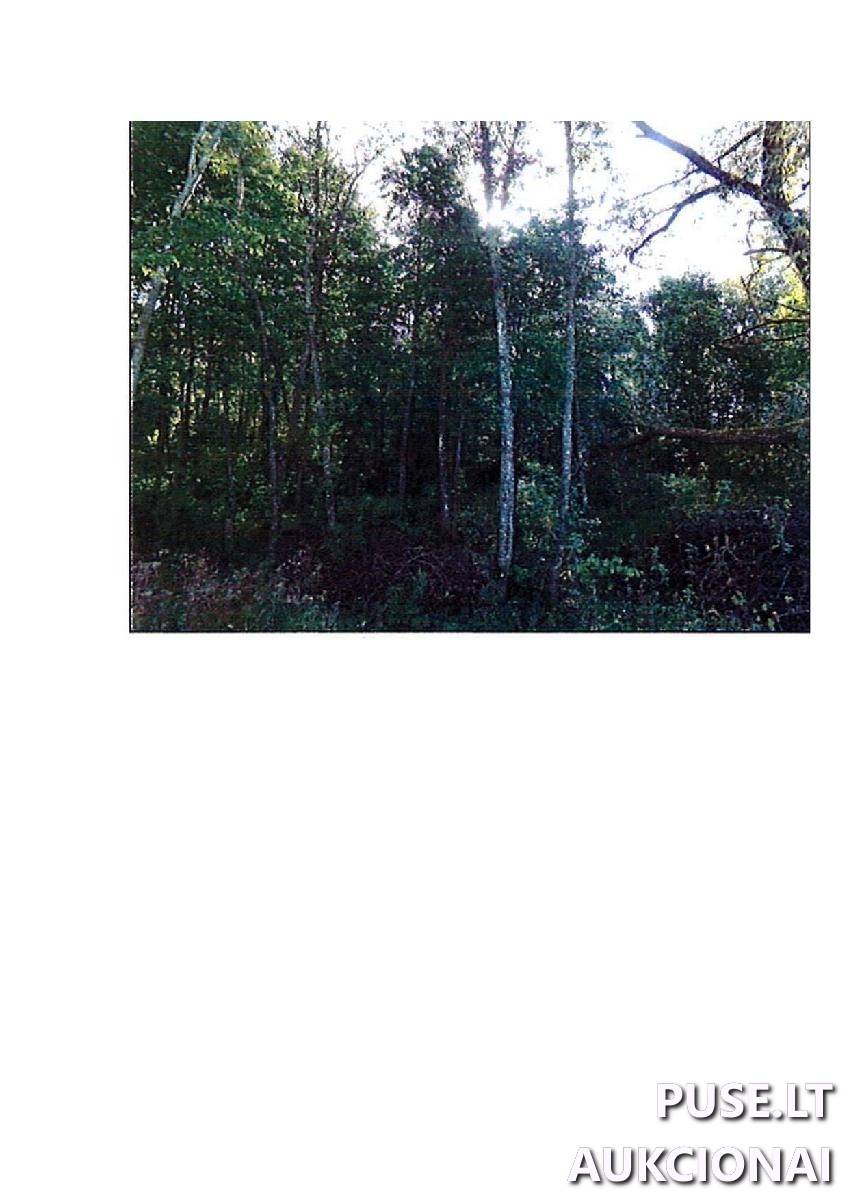 Žemės sklypas Sklypai Rodomislė, Stakliškių sen., Prienų r. sav. 3
