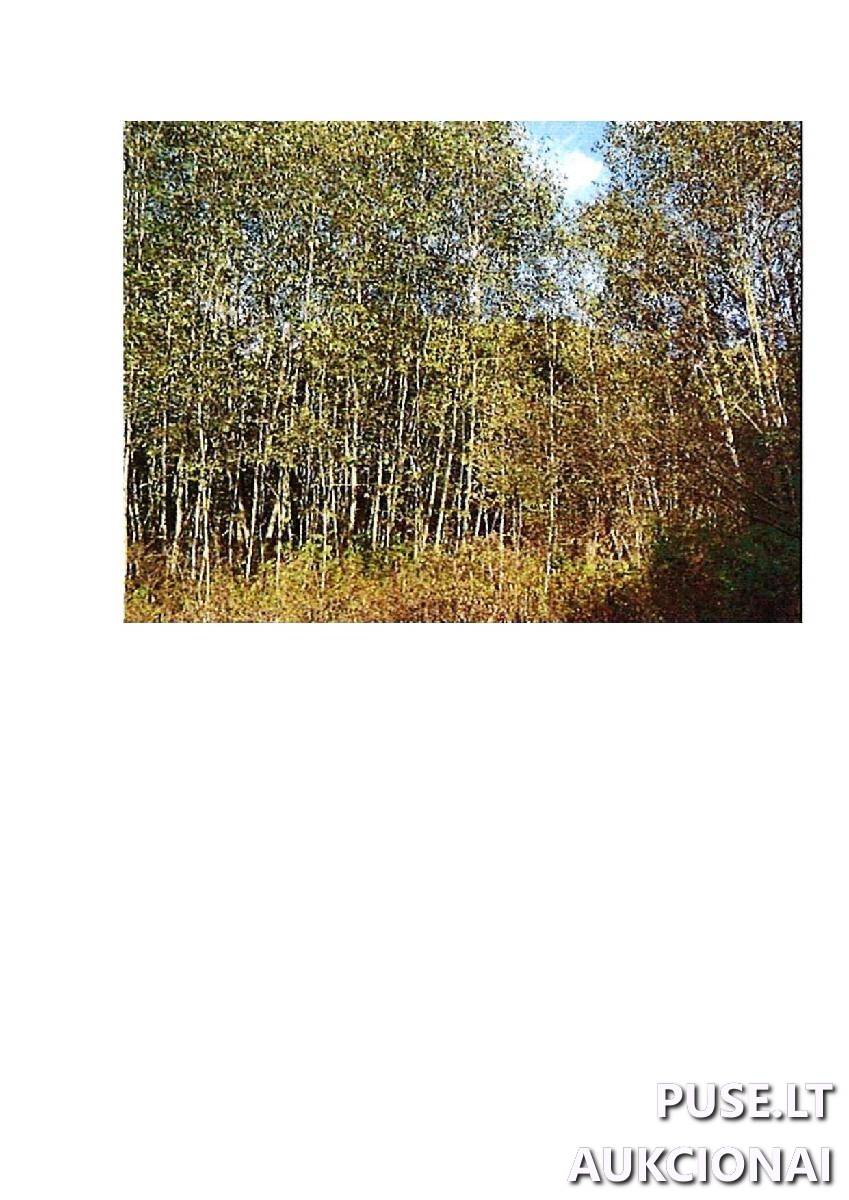 Žemės sklypas Sklypai Intuponys, Stakliškių sen., Prienų r. sav. 4
