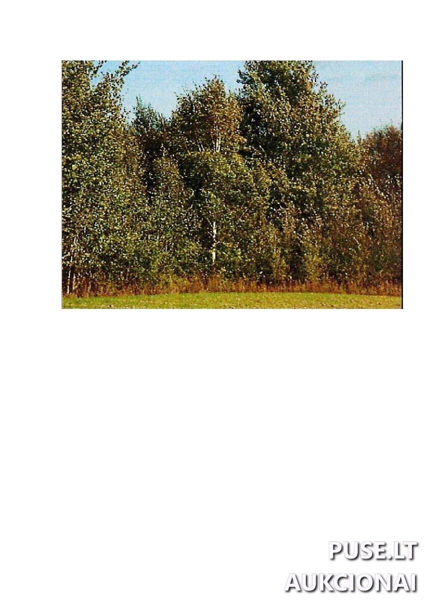 Žemės sklypas Sklypai Intuponys, Stakliškių sen., Prienų r. sav. 5