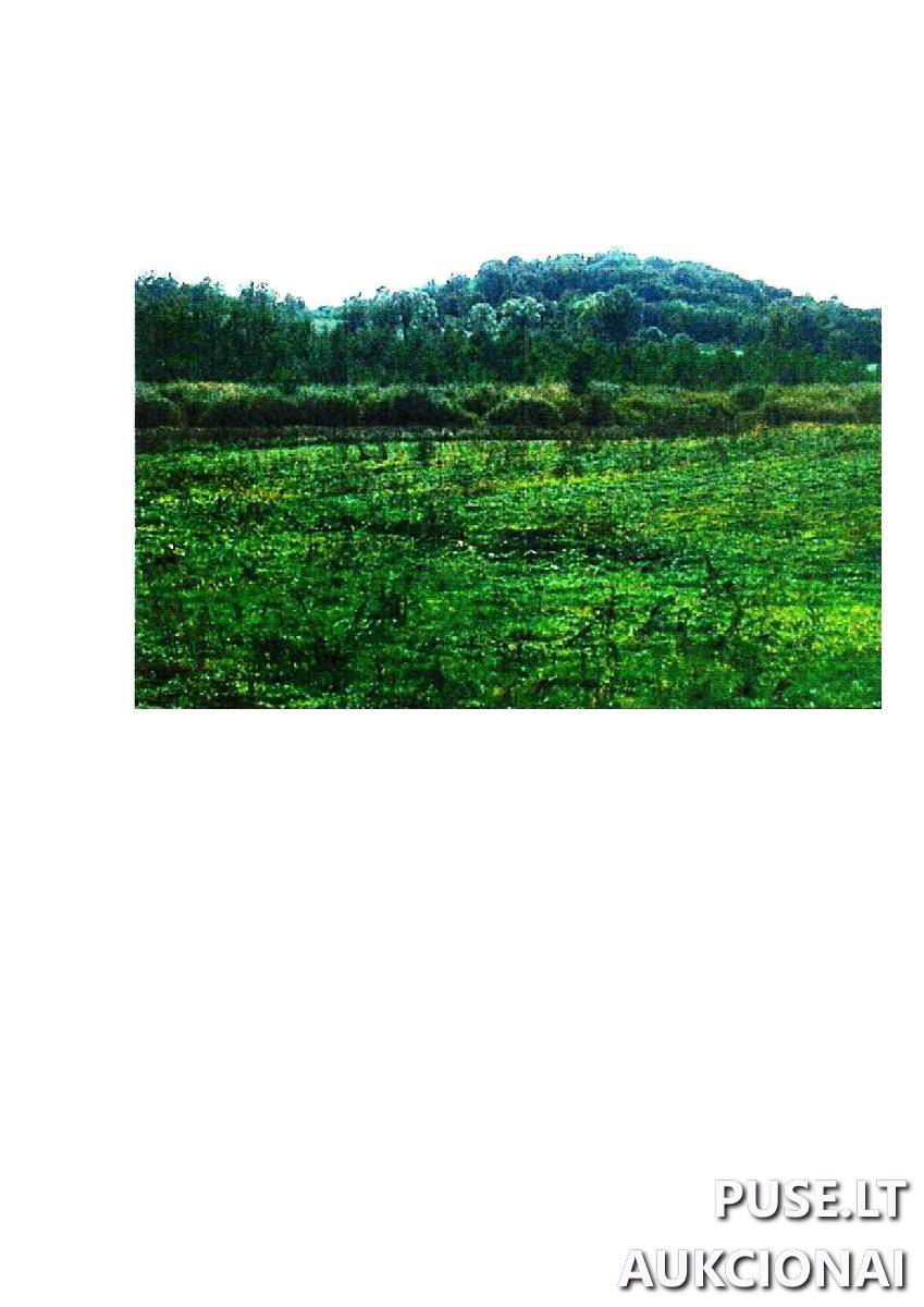 Žemės sklypas Sklypai Guostaus g. 22, 59366 Rodomislė, Stakliškių sen., Prienų r. sav. 4