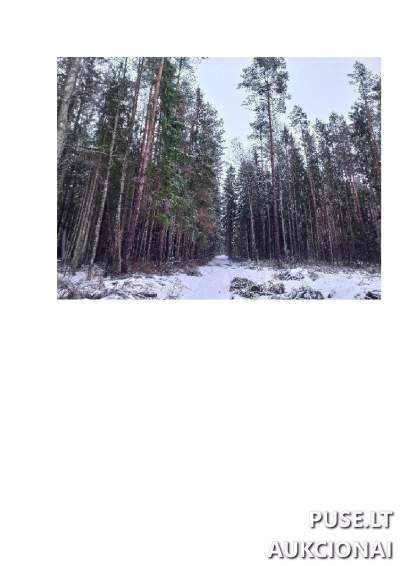 Žemės sklypo dalies (18.44 ha) aukcionas Varėnos r. sav., Vergak Emi k., pradinė kaina 8580 EUR