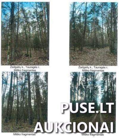 Didelis 9.52 ha Žemės Sklypas Tauragės r. Žadgailų kaime, pradinė kaina 43800 EUR