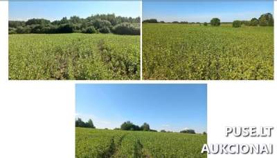 Nuosavybės dalies pardavimas Širvintų rajone, Žadžių kaime, 10640 EUR pradinė kaina