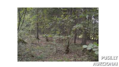 Žemės sklypas Plungės rajone, Kepurėnuose, pradinė kaina 6368 EUR - Antstolių varžytynės