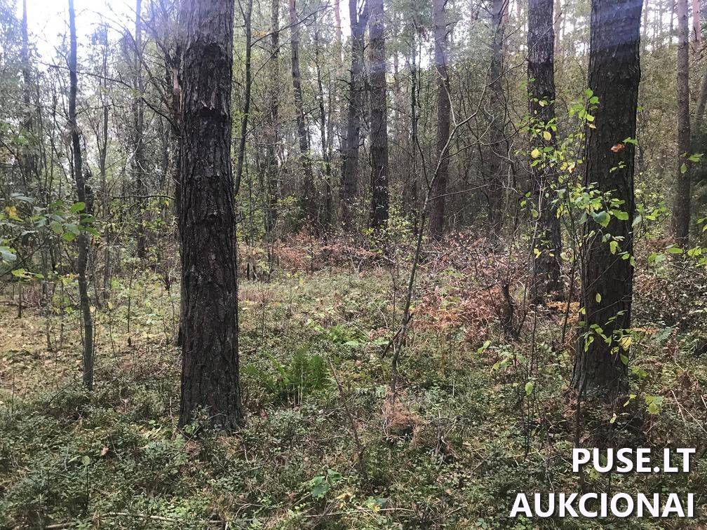 Žemės sklypas Sklypai Ašmenėlė, Rukainių sen., Vilniaus r. sav. 3
