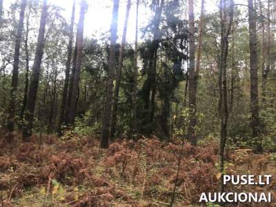 Miškų ūkio paskirties žemės sklypas Vilniaus r. sav., Ašmenėlės k., 1.29 ha, pradinė kaina 7680 EUR