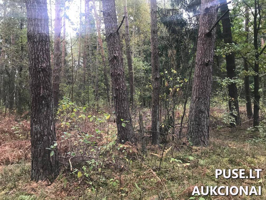 Žemės sklypas Sklypai Ašmenėlė, Rukainių sen., Vilniaus r. sav. 6