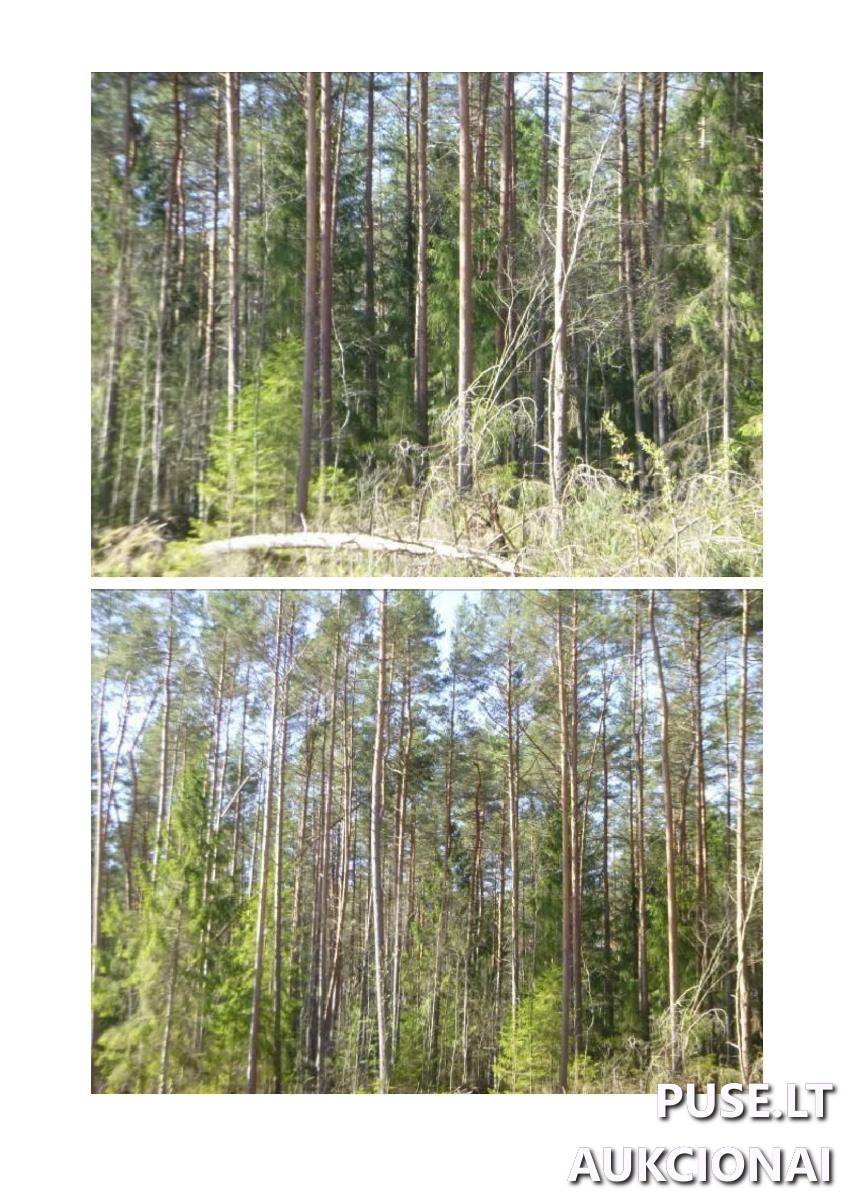 Žemės sklypas Sklypai Kulbokiškė, Strūnaičio sen., Švenčionių r. sav. 7