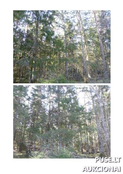 Parduodamas 3/8 žemės sklypo dalis Švenčionių rajone, Kulbokiškių kaime - 5280 EUR