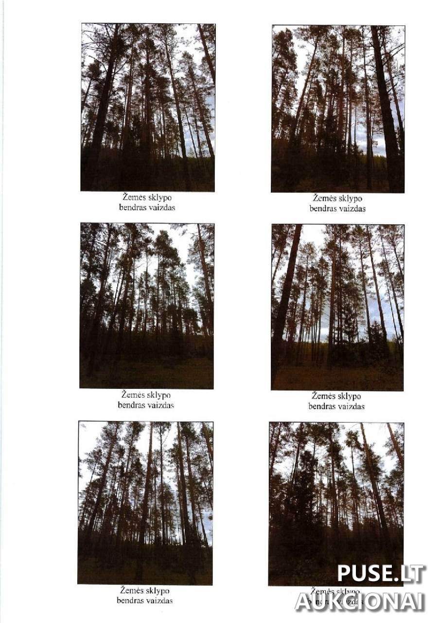 Žemės sklypas Sklypai Margionys, Marcinkonių sen., Varėnos r. sav. 3