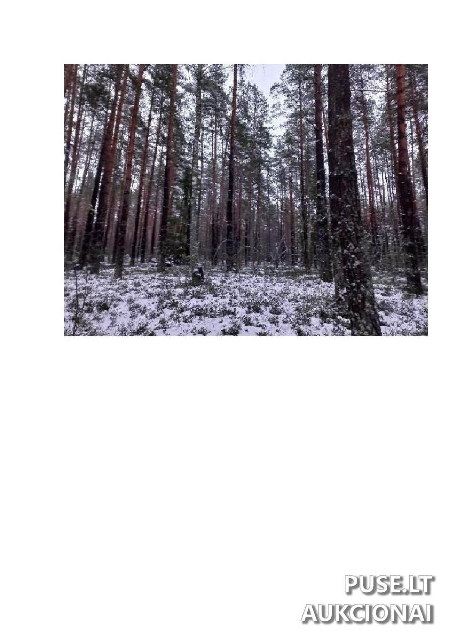Žemės sklypas Sklypai Vergakiemis, Jakėnų sen., Varėnos r. sav. 6