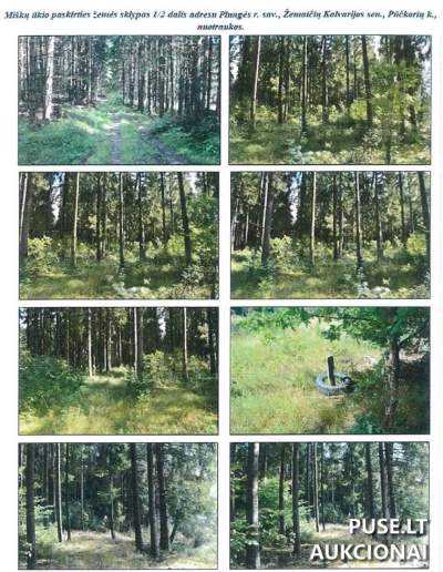 Turtinės dalies (1/2) 2.00 ha miško ūkio paskirties žemės sklypo aukcionas Klaipėdos rajone, pradinė kaina 7066 EUR