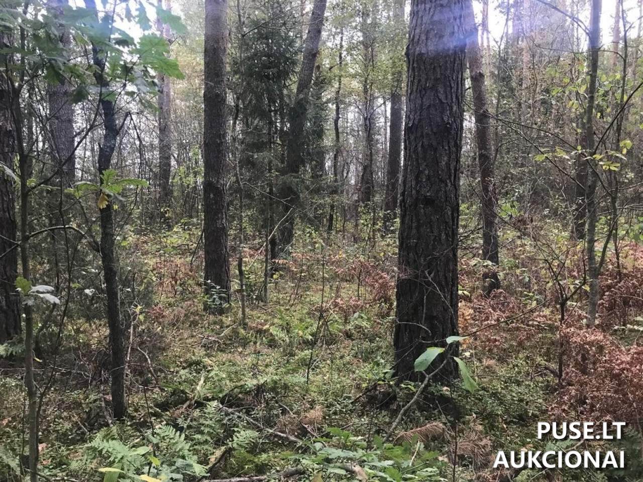 Žemės sklypas Sklypai Ašmenėlė, Rukainių sen., Vilniaus r. sav. 2