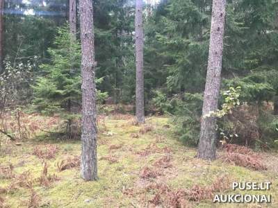 Miškų ūkio žemės sklypas Vilniaus rajone, Ašmenėlės kaime, 1.80 ha, pradinė kaina 8040 EUR
