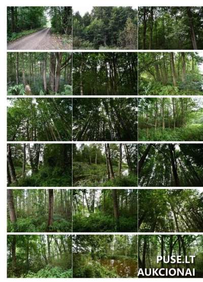 2.87 ha žemės ūkio paskirties sklypas Kazlų Rūdos sav., Gulioniškės k. aukcione nuo 10880 EUR