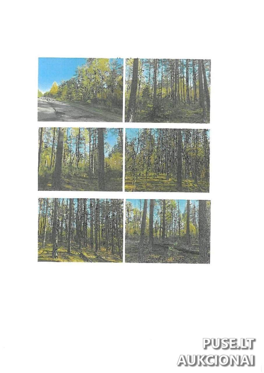 Žemės sklypas Sklypai Kapiniškiai, Marcinkonių sen., Varėnos r. sav. 4