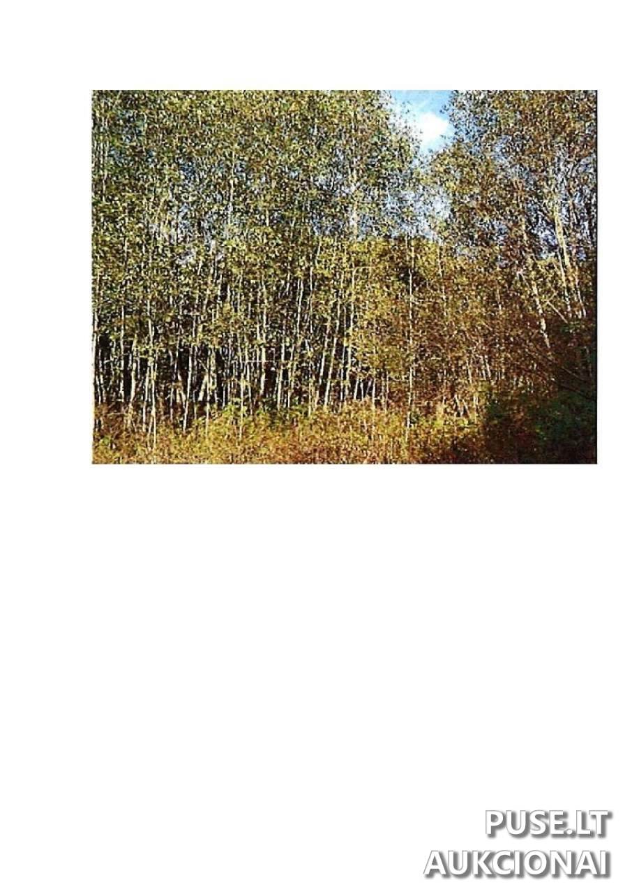 Žemės sklypas Sklypai Intuponys, Stakliškių sen., Prienų r. sav. 4