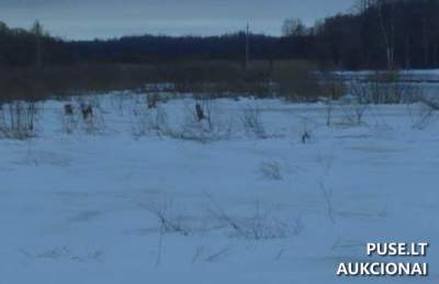 Žemės ūkio sklypas Biržų rajone, Tauniūnų kaime, 10.70 ha, pradinė kaina 49680 EUR