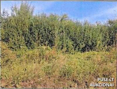 Valstybinės žemės sklypas Klaipėdoje, Užlaukio g. 31, pradinė kaina 90563 EUR