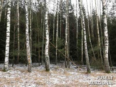 Žemės ūkio sklypas Širvintų rajone Turlojiškių kaime, parduodama 1/3 dalis, 28640 EUR