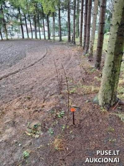 Valstybinis žemės sklypas Šakių r. sav., Kudirkos Naumiesčio m., P. Mašioto g. 20A, pradinė kaina 1905 EUR