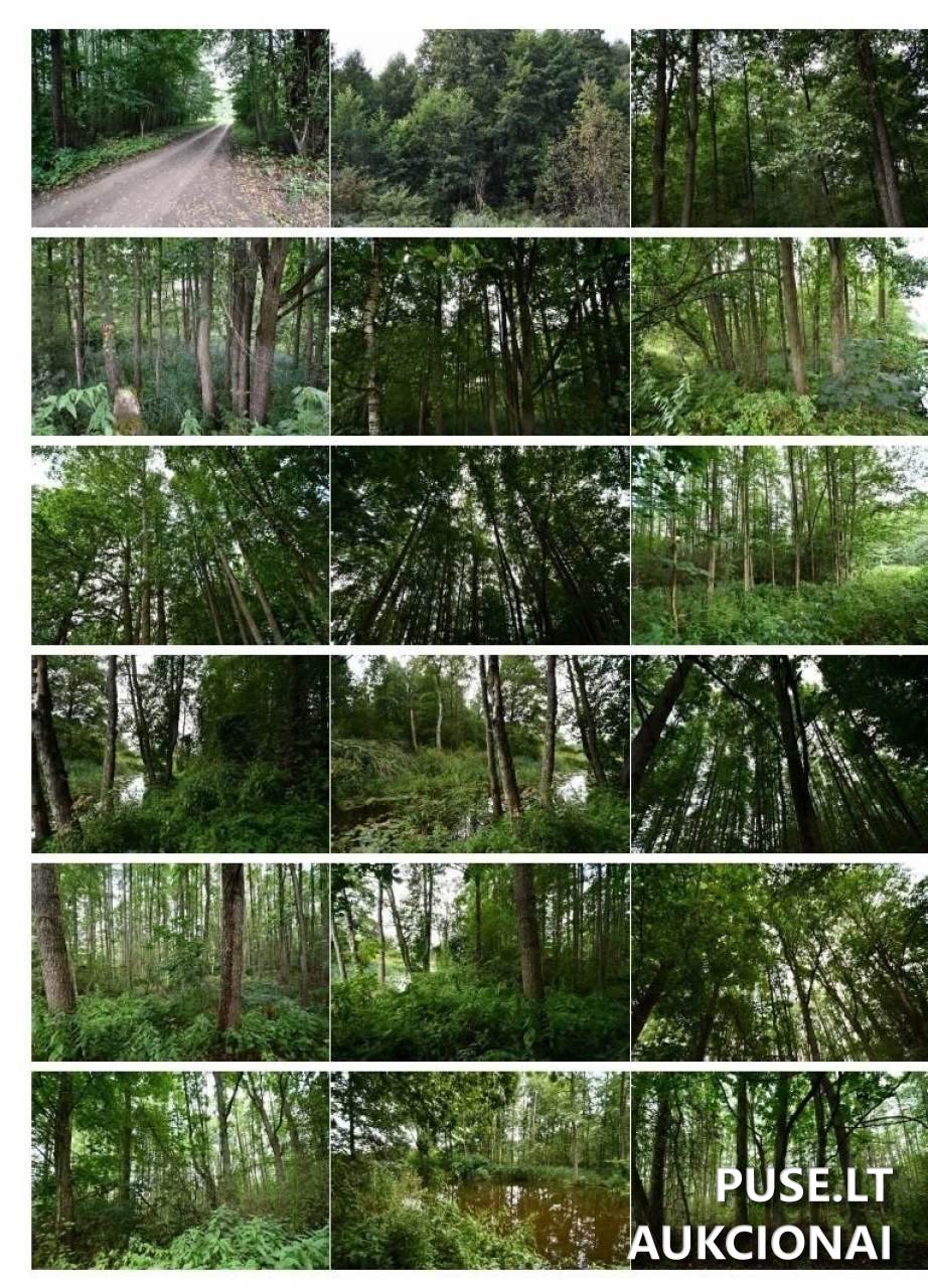 Žemės sklypas Sklypai Gulioniškė, 69387 Kazlų Rūdos sav., Lithuania 4