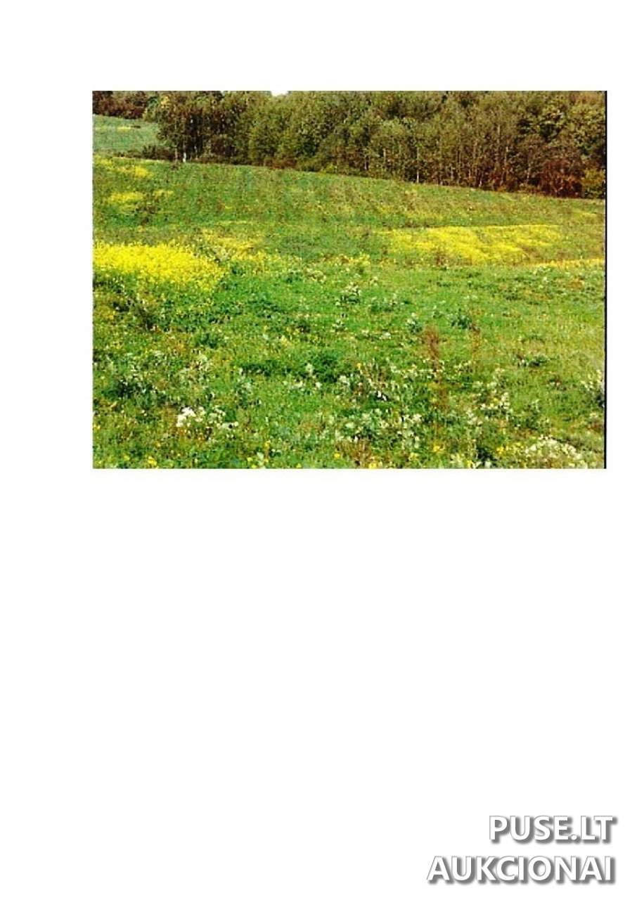 Žemės sklypas Sklypai Intuponys, 59366 Prienai District Municipality, Lithuania 4