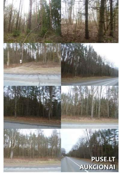 Parduodamas 2.5 ha miškų ūkio žemės sklypo 83/500 dalis Ukmergės rajone, Baraučiznos kaime, pradinė kaina 1596 EUR