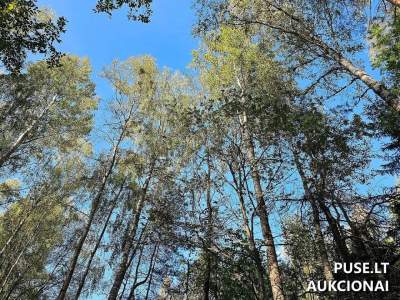 Žemės sklypas miškų ūkiui Šalčininkų r. | 4.38 ha plotas | Pradinė kaina 2512 EUR