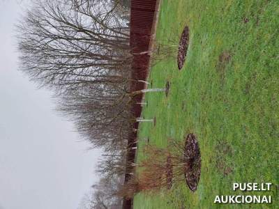 Žemės sklypas Kelmės mieste, Tylioji g. 19, pradinė kaina 2180 EUR