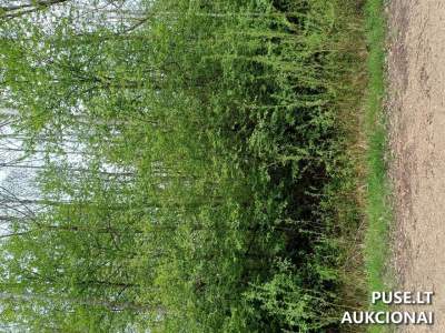 Valstybinis žemės sklypas Mažeikių rajone, Dubijonės g. 15, pradinė kaina 6000 EUR