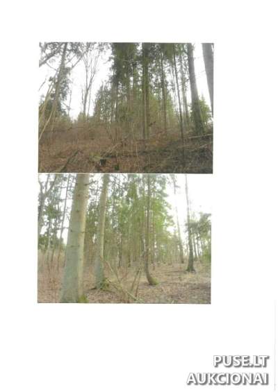 Parduodamas 0.95 ha miško ūkio žemės sklypo 23/95 dalis Lazdijų rajone, Saltoniškės kaime, pradinė kaina 978 EUR