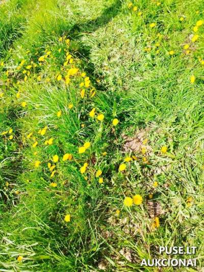 Žemės sklypas Mažeikių rajone, Pocaičių kaime, 0.50 ha plotas, pradinė kaina 3000 EUR