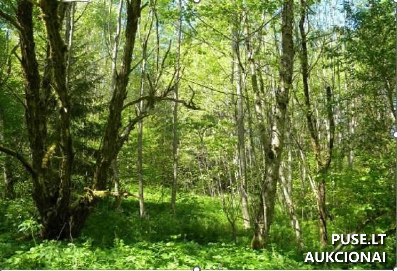 Žemės sklypas Sklypai Verėduvaitė, Verėduva, 60291 Raseinių r. sav., Lithuania 4