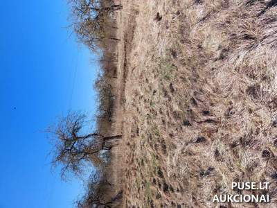 Žemės sklypas Kelmės r. sav., Ryto g. 2B, parduodamas aukcione už 10240 EUR