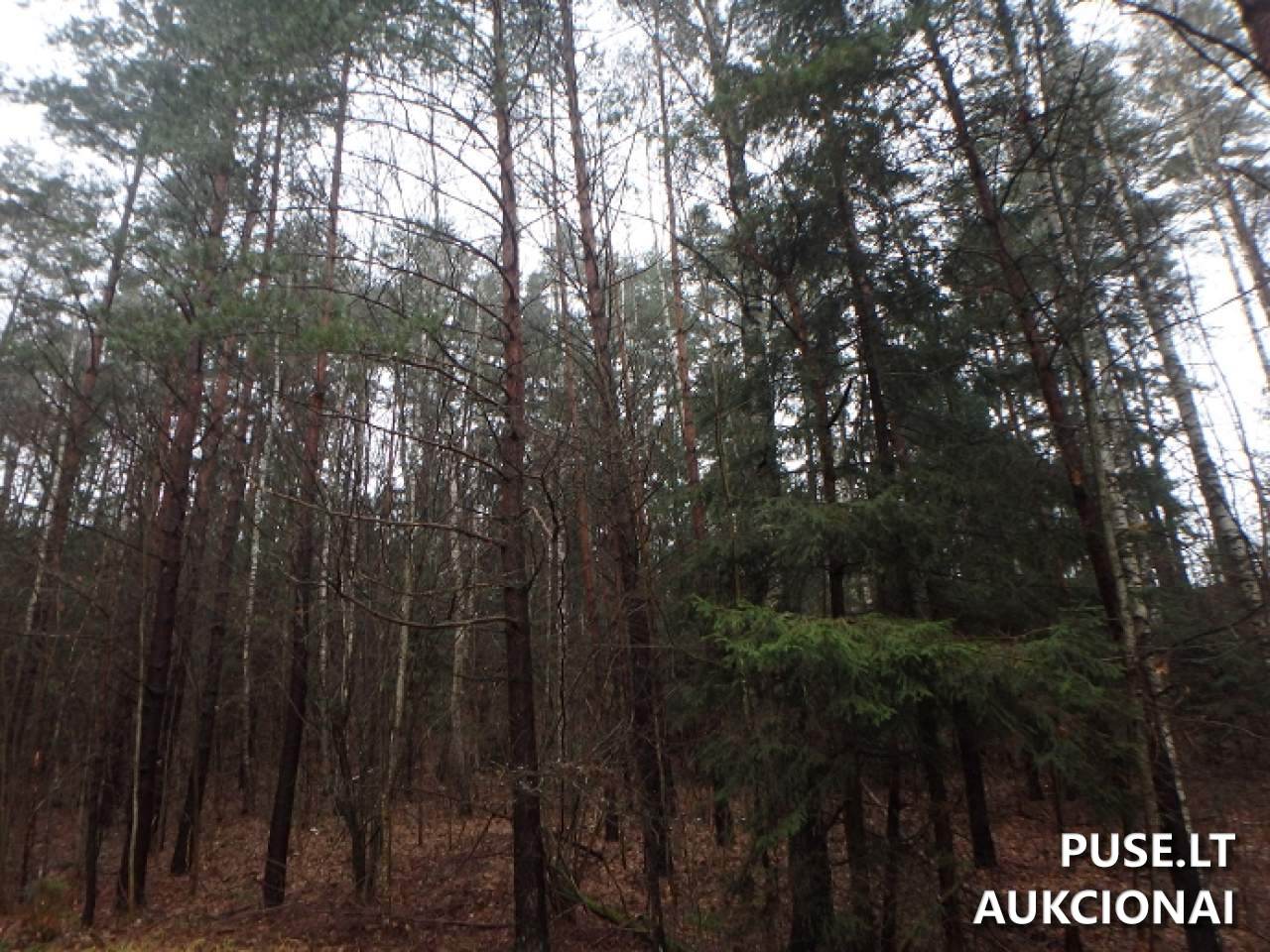 Žemės sklypas Sklypai Perloja, Varėna District Municipality, Lithuania 4