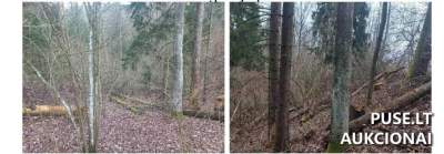 Žemės sklypas Širvintų r. sav., Kalnynų k., pradinė kaina 1320 EUR - Antstolių varžytynės