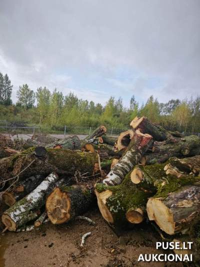Medienos pardavimas aukcione Tauragėje: 19.20 m3 ąžuolinė, liepinė, gluosninė, beržinė mediena nuo 770 EUR