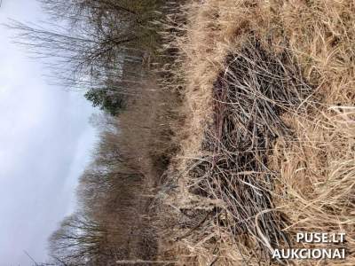 Valstybinės žemės sklypo aukcionas Panevėžyje, Koldingo g. 21, pradinė kaina 6044 EUR