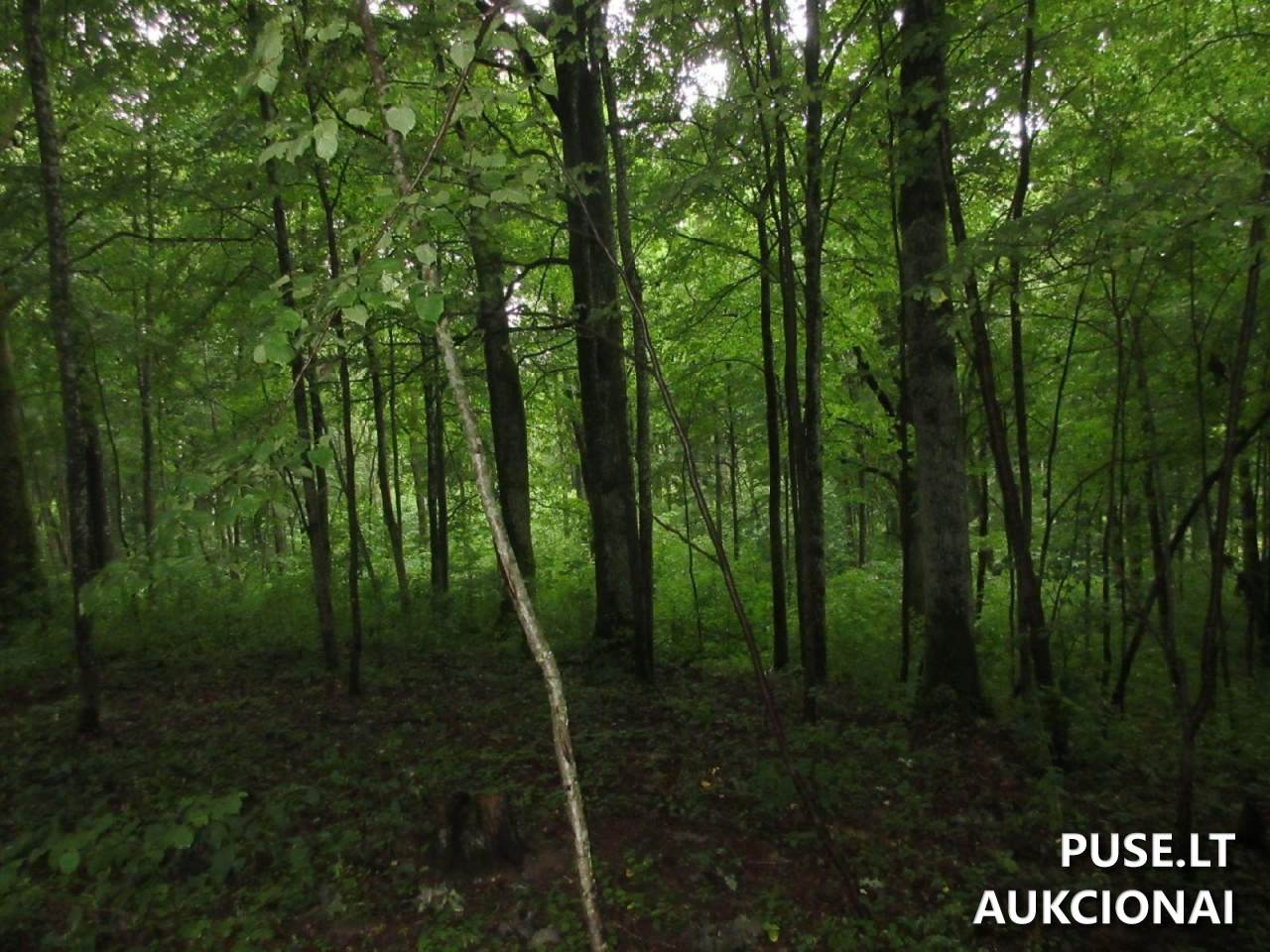 Žemės sklypas Sklypai Klaipėda District Municipality, Lithuania 14