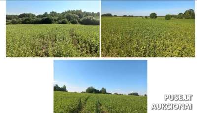 Parduodamas 17000/65769 dalis žemės sklypo Širvintų r. sav., Žadžių k., kaina nuo 6384 EUR